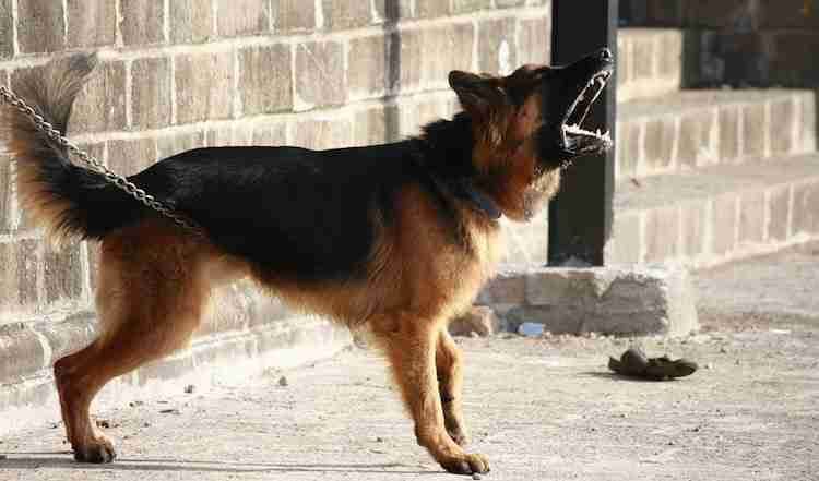 German shepherd barking and howling