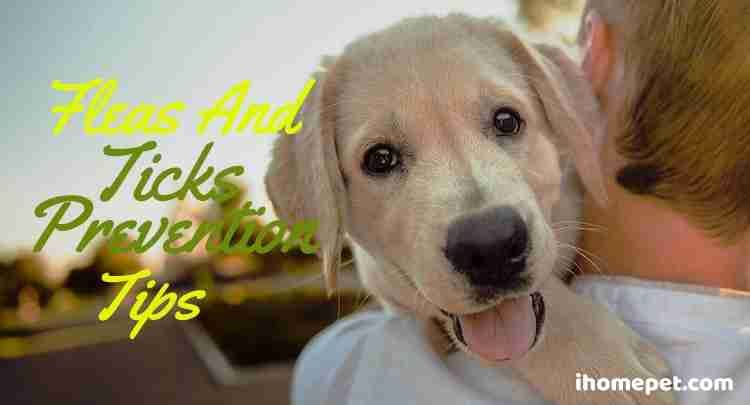 Picture of Flea Prevention Tips (10 Amazing Cheap DIY Methods) - iHomePet