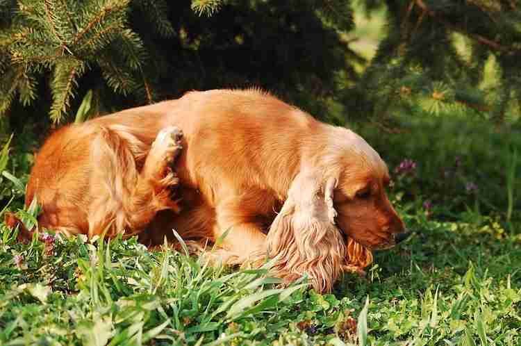 Lovely dog scratching at the park