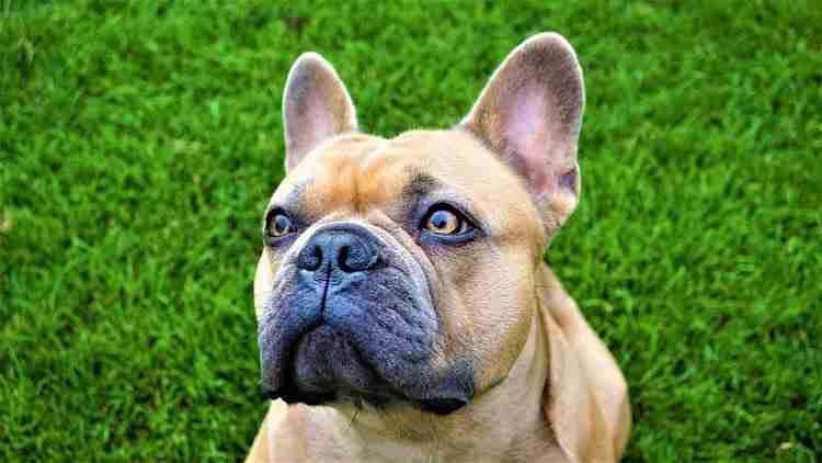 Gorgeous bulldog at the park