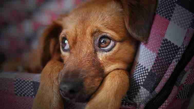 Cute dog covered with a red blanket