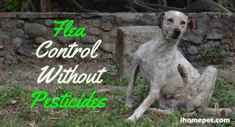 Flea Control Without Pesticides (5 Natural Remedies) - iHomePet - Natural Flea Control Methods For Asthma Sufferers With Flea Allergies And Pets
