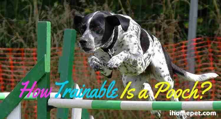 How Trainable is a Pooch? (The Most Important Factors)  iHomePet