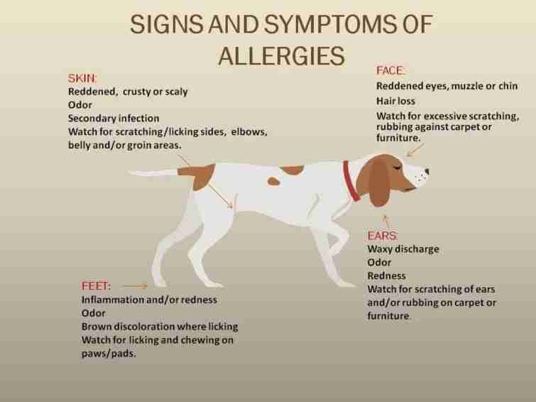 Allergies on dogs