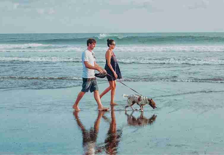 Couple walking a dog in the beach