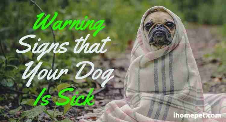 Warning signs that your dog is sick