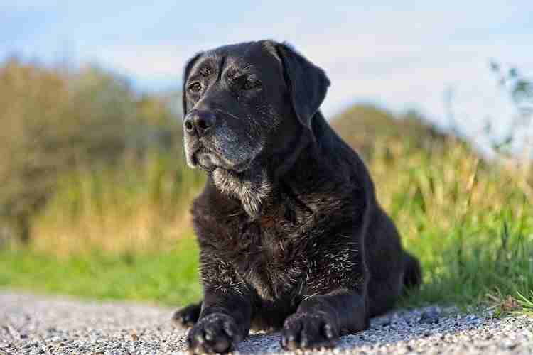 Loving this senior dog laying outside