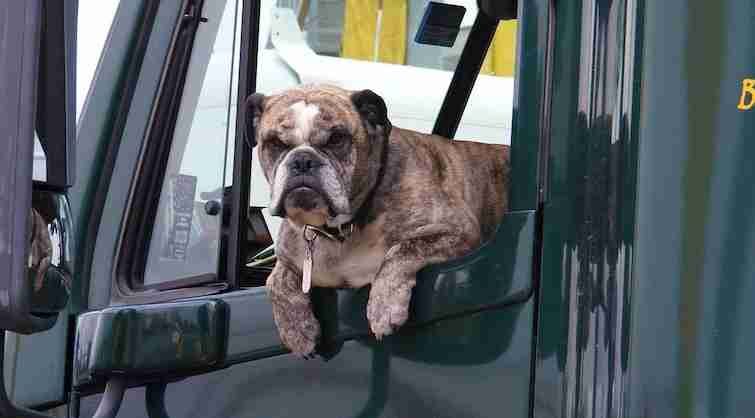 Adorable bulldog looking out of a truck