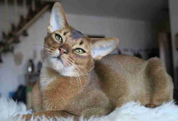My lovely Abyssinian Cat On the Rug