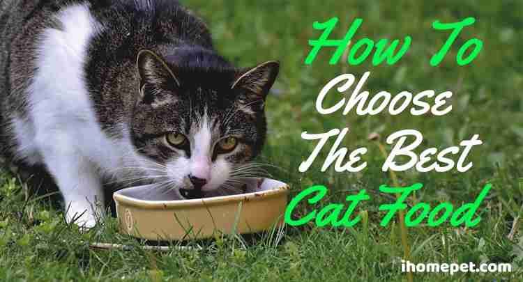How to Choose The Best Cat Food (Nutrition Facts) iHomePet