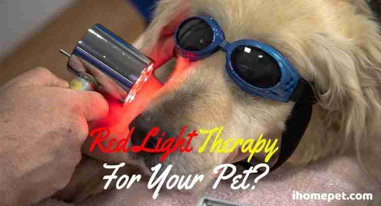 Does Your Pet Need Light Therapy? (Fully Explained) - iHomePet