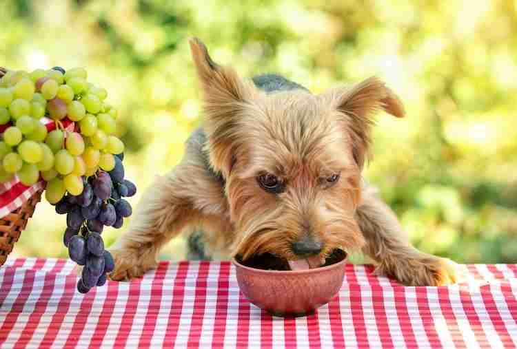 Dog eats food from bowl on table with red tablecloth. Nearby is a picnic basket with grapes. Sunny day. Comic picnic concept