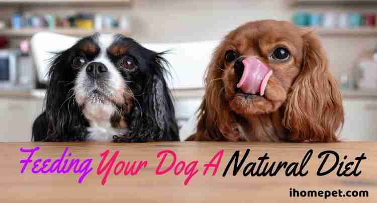 guide-to-feeding-your-dog-a-natural-diet-organic-based-ihomepet