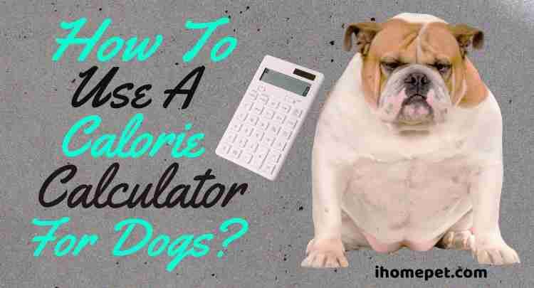 How To Use A Calorie Calculator For Dogs A Handy Guide IHomePet