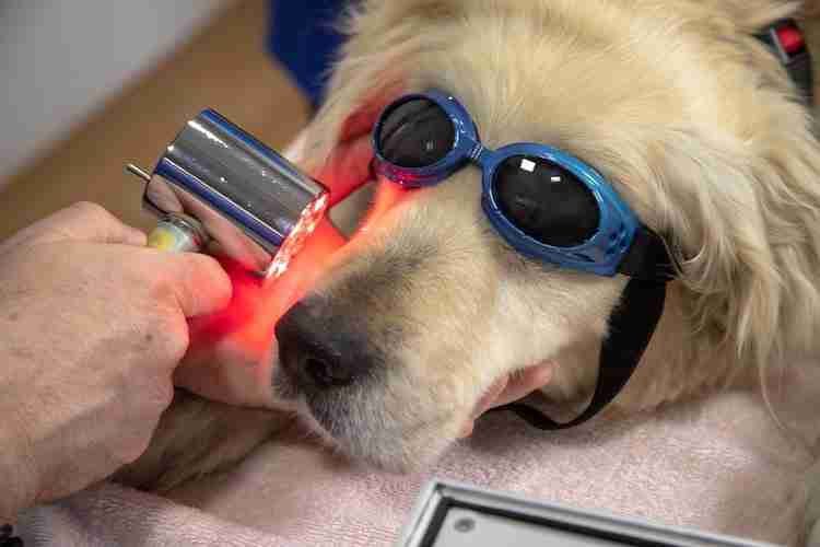 Cute dog relaxed with a red light therapy session