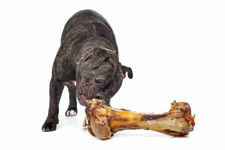 English Bulldog eating a big bone