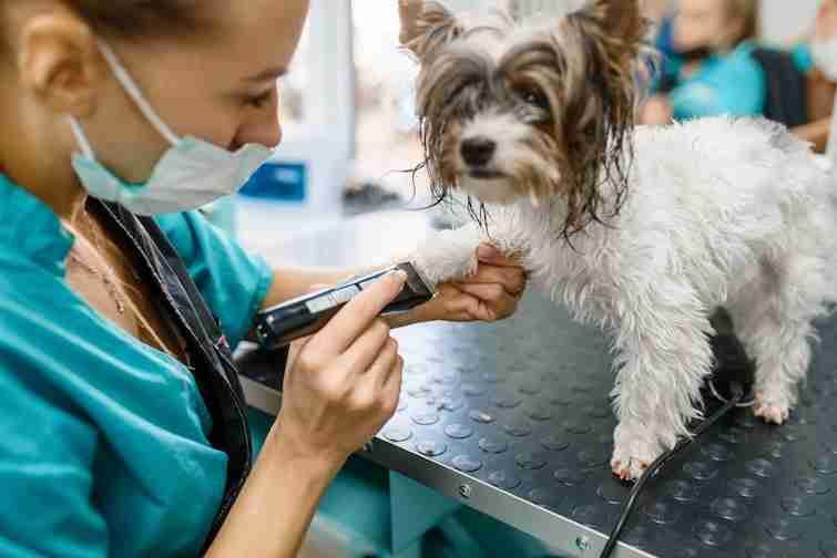 Groomer with hair clipper at a grooming salon