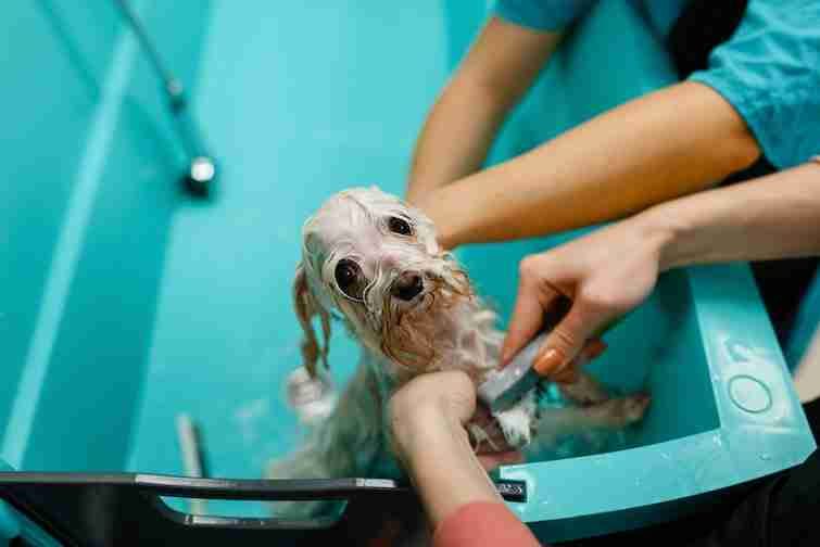 Lady washes cute dog paws cleaning