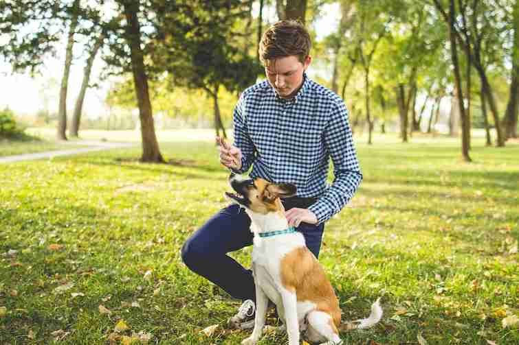 Pet owner basic training tips