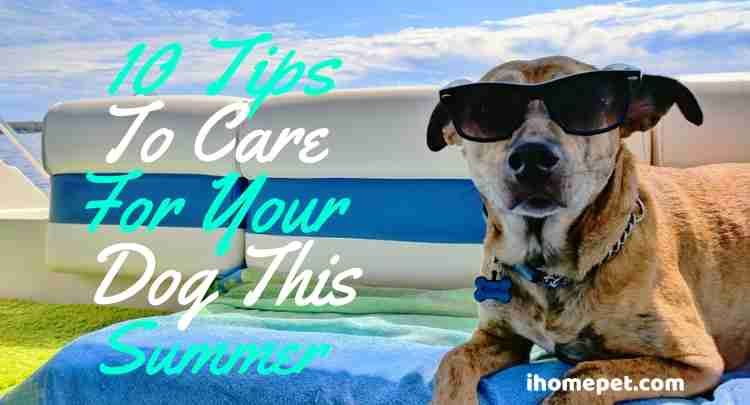 Summer Pet Safety (10 Tips to Care Your Dog This Summer) - iHomePet