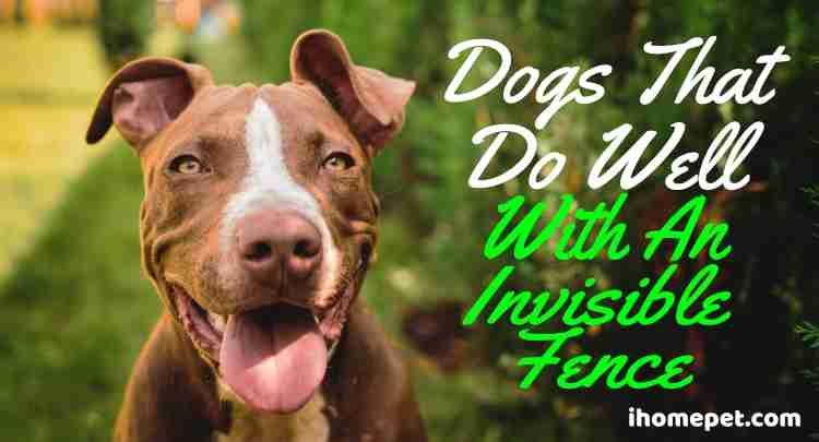 Dogs that do well with invisible fence