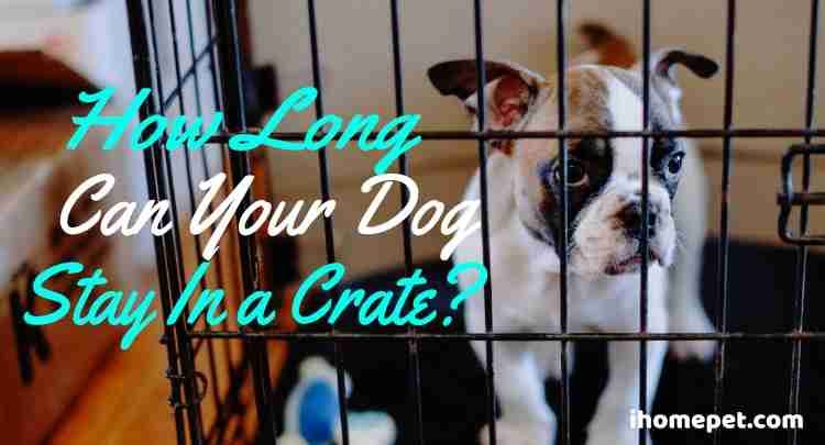 how long is too long for a dog to be in a crate
