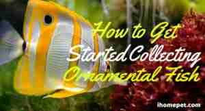 How to Get Started Collecting Ornamental Fish - iHomePet