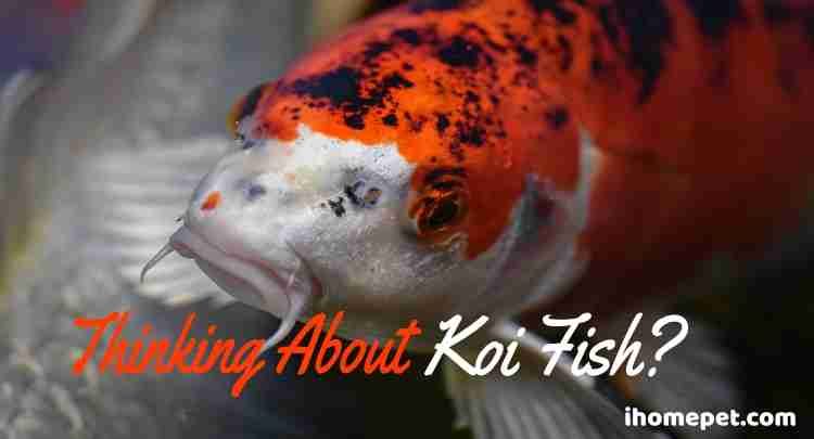 Thinking About Koi Fish? (You Must Read This First!) - iHomePet