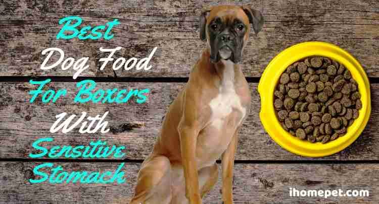 Best Dog Food for Boxers with Sensitive Stomachs iHomePet