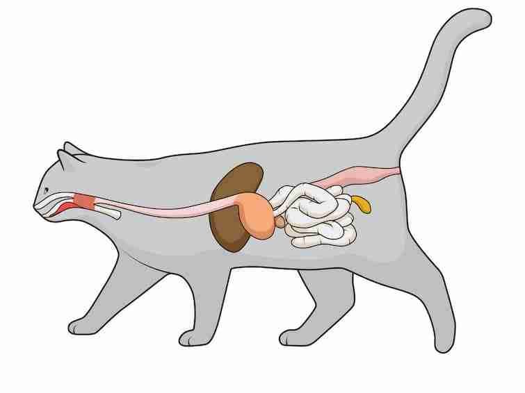 Complete Cat Digesttive Tract System