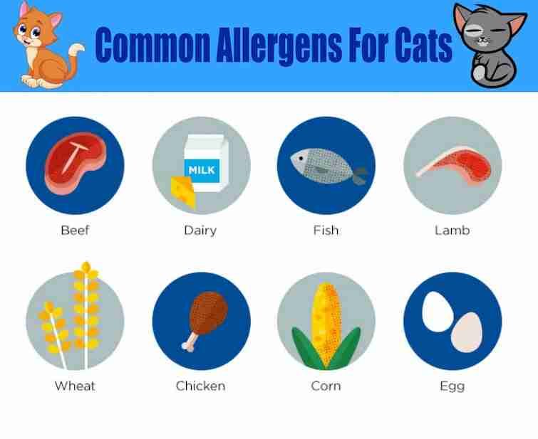 List of the most common allergens for cats