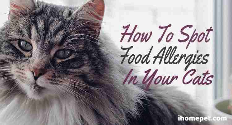 How to Spot Food Allergy in Your Cat (Fully Explained) - iHomePet