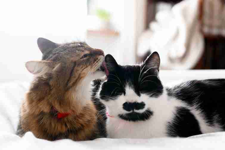 Maine Coon licking funny friend cat with moustache