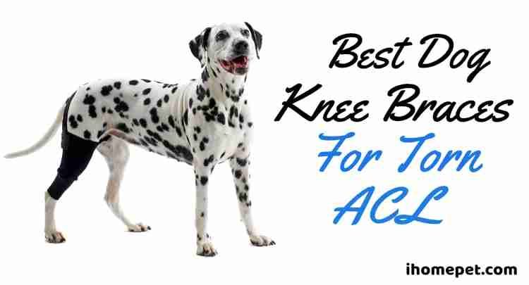 Best dog knee brace for torn acl