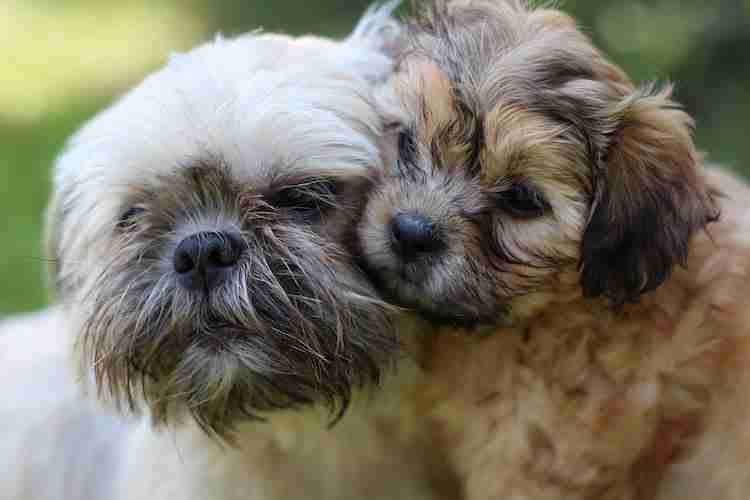 Shih Tzu Mommy and Smart Little Puppy