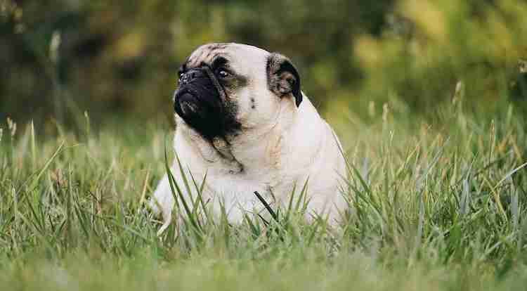 Pug that is just sitting at the park