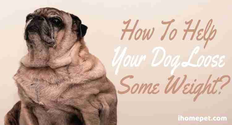 How to Help Your Dog Lose Some Weight