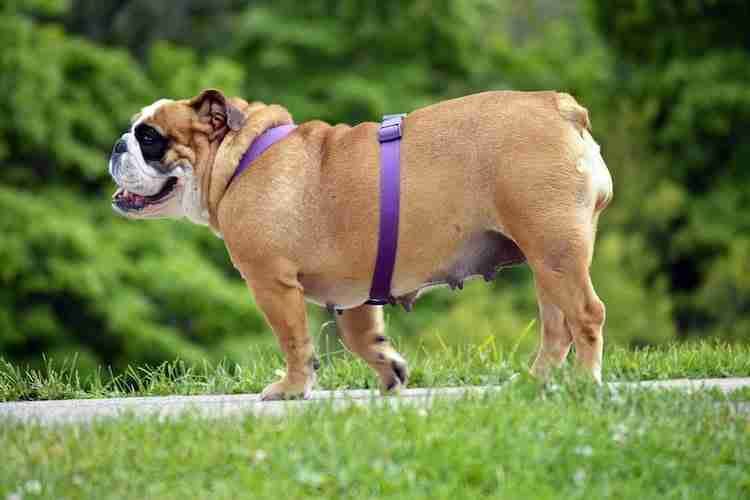 Overweight English Bulldog walking on the park