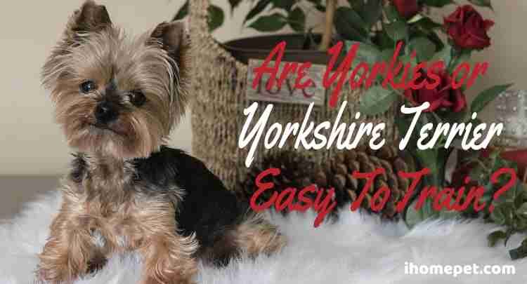 are yorkies stubborn