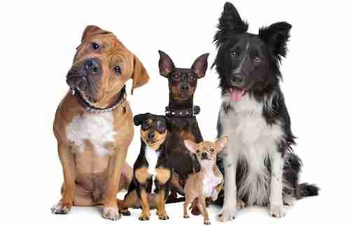 Different Dog Dog Breeds To Choose From
