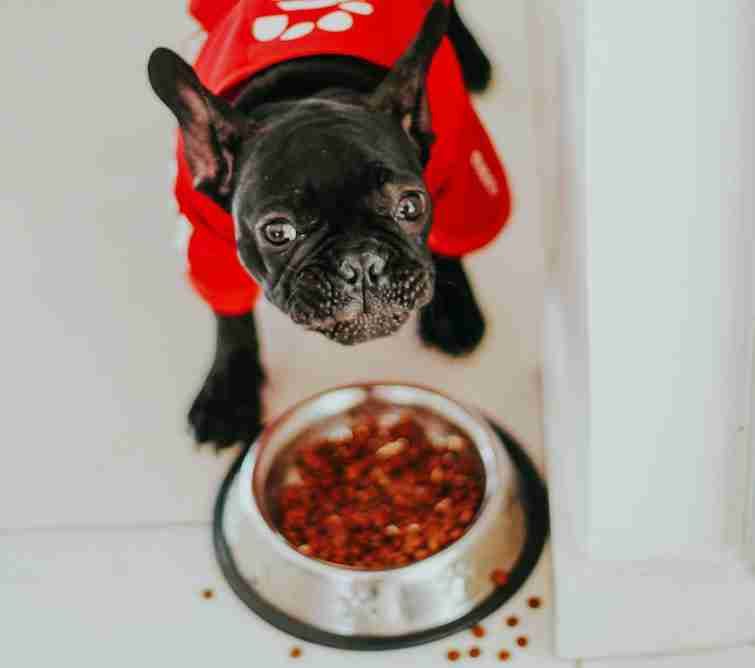 Dog eating healthy dog food for puppies