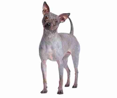 American Hairless Terrier