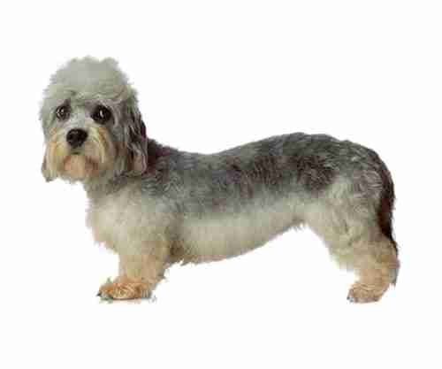 Dandie Dinmont Terrier