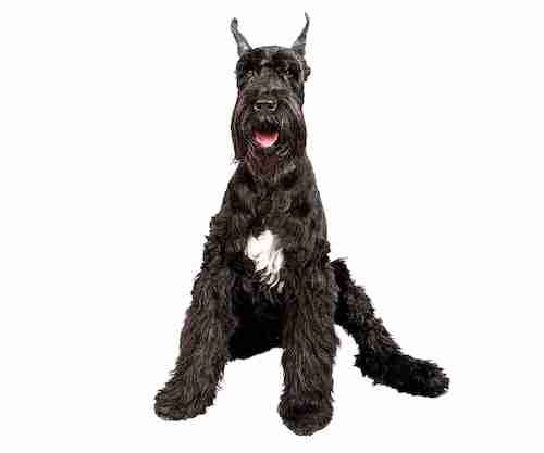 Giant Schnauzer