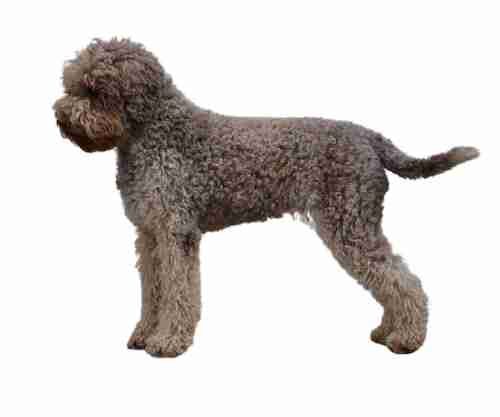 Lagotto Romagnolo