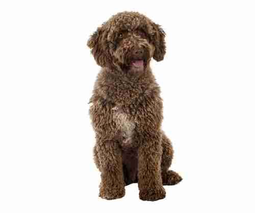 Spanish Water Dog