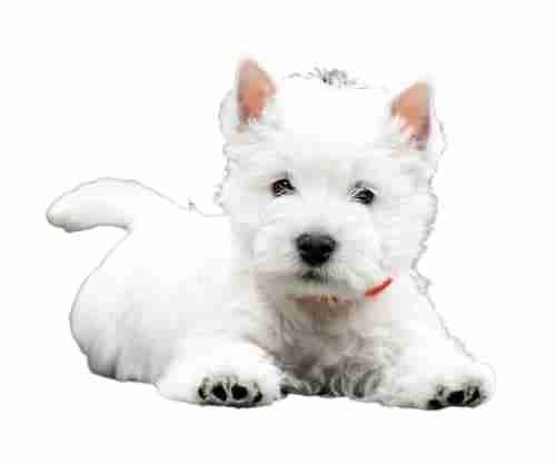 West Highland Terrier