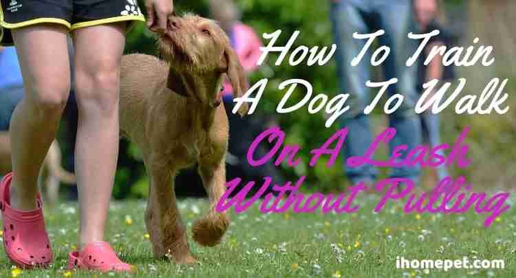 How To Train A Dog To Walk On A Leash Without Pulling
