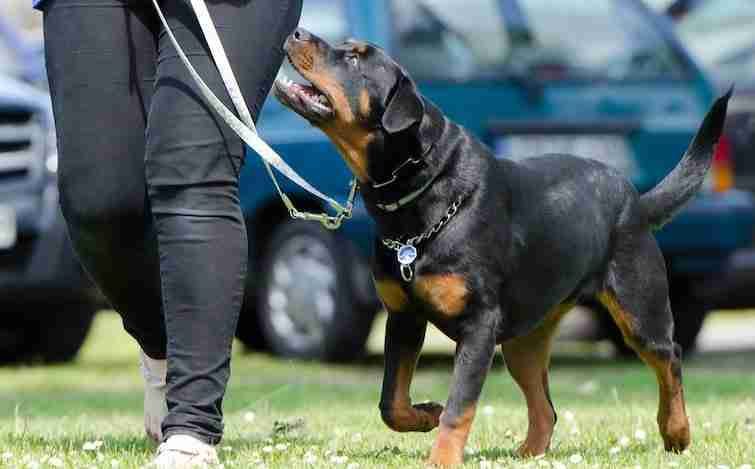 Professional dog trainer at the park