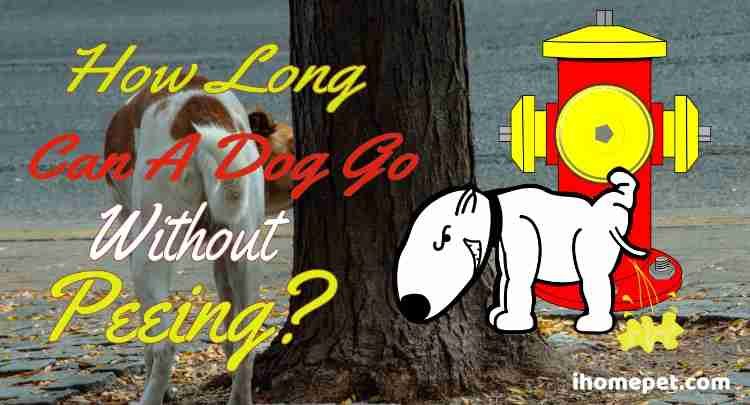 can a dog go 24 hours without peeing